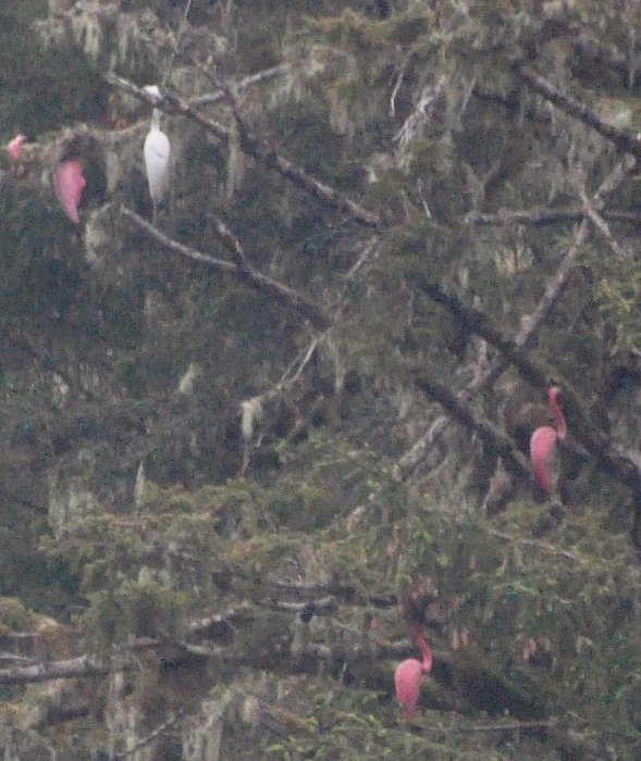 flamingos in tree